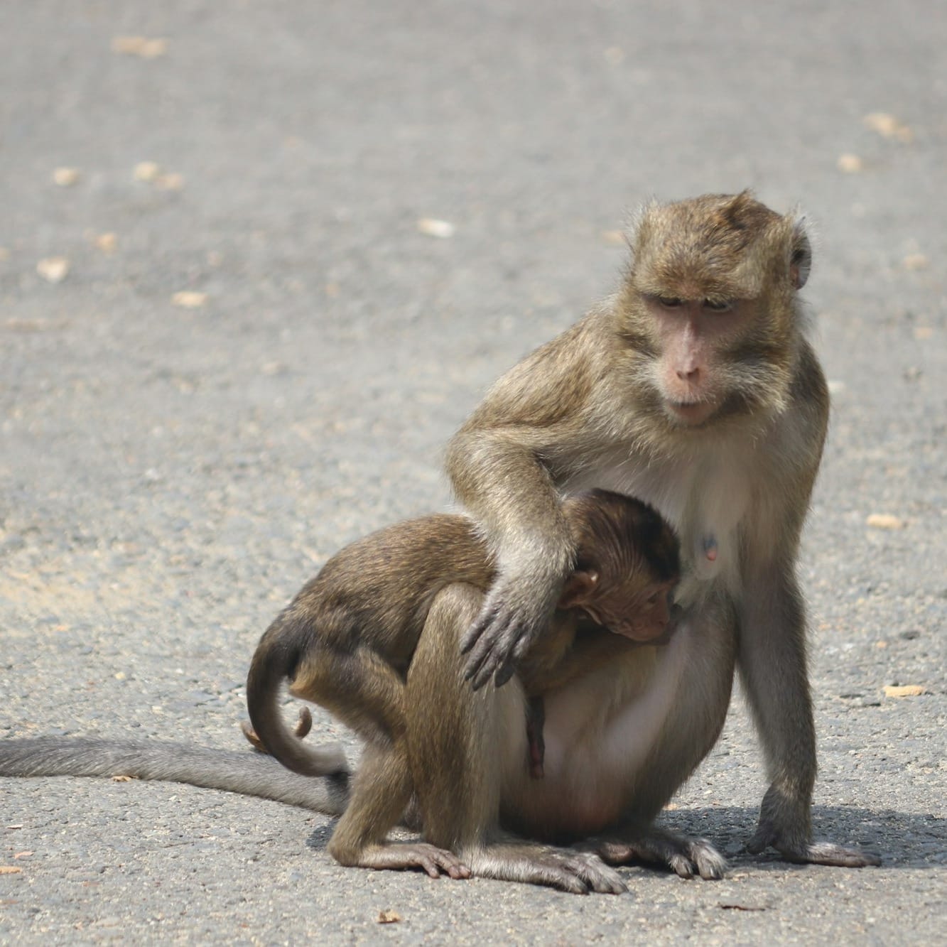 brown monkey sitting on gray concrete floor during daytime