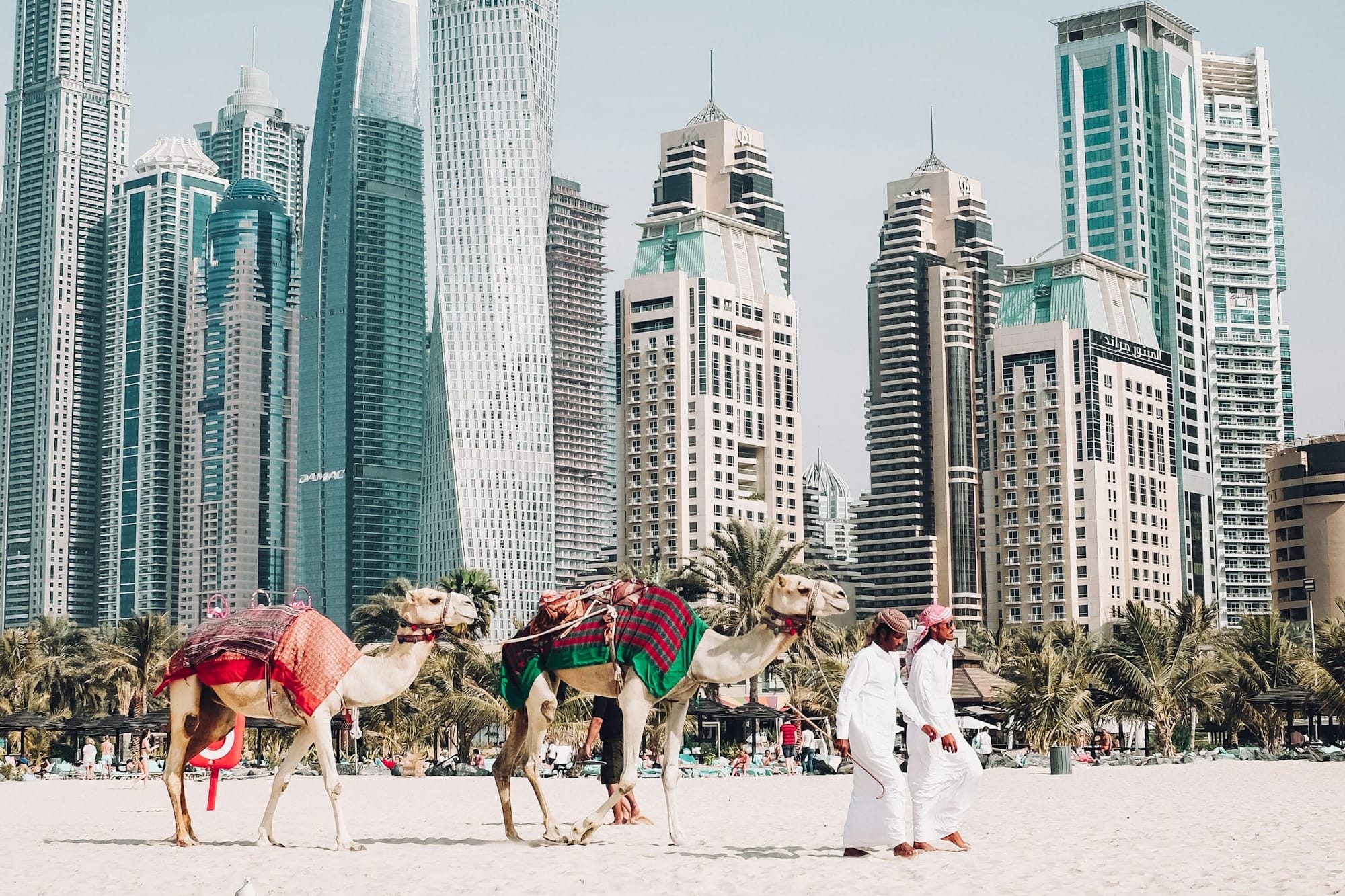 camels on beach sands