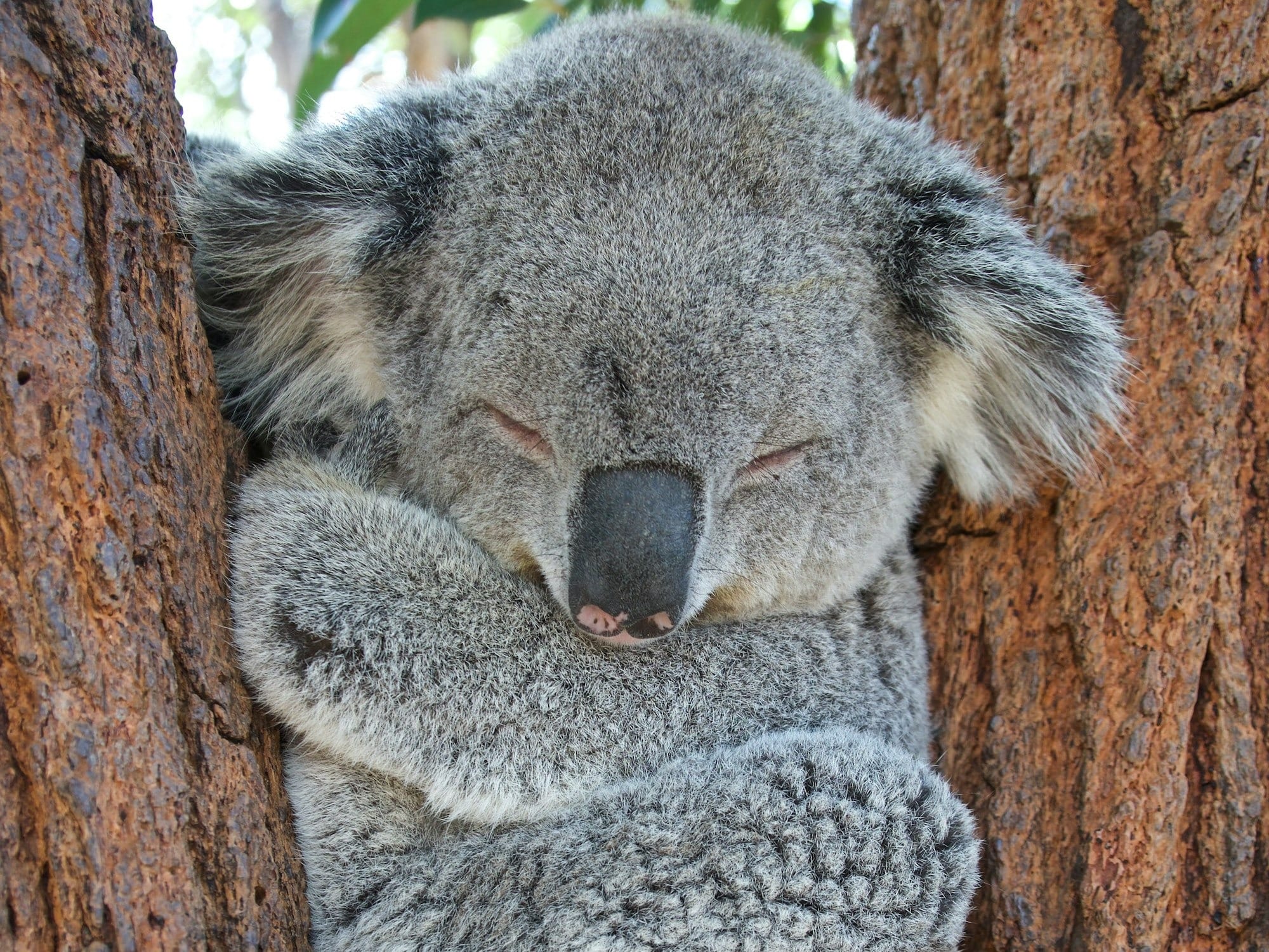 koala bear on brown tree