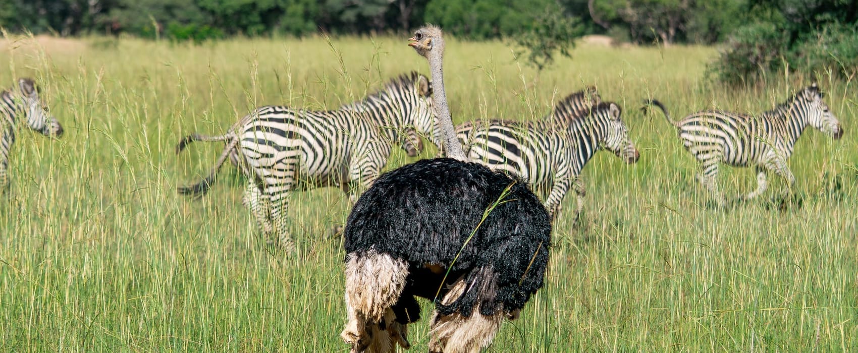 Zebra & Ostrich in Zambia